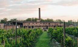 Viñedos Nueva Corinema